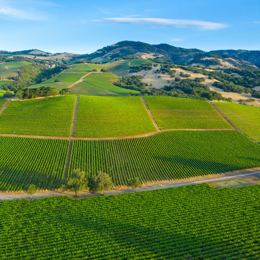 Aerial of Sonoma Vineyards